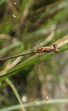 Imagem de Lestes virgatus (Burmeister 1839)