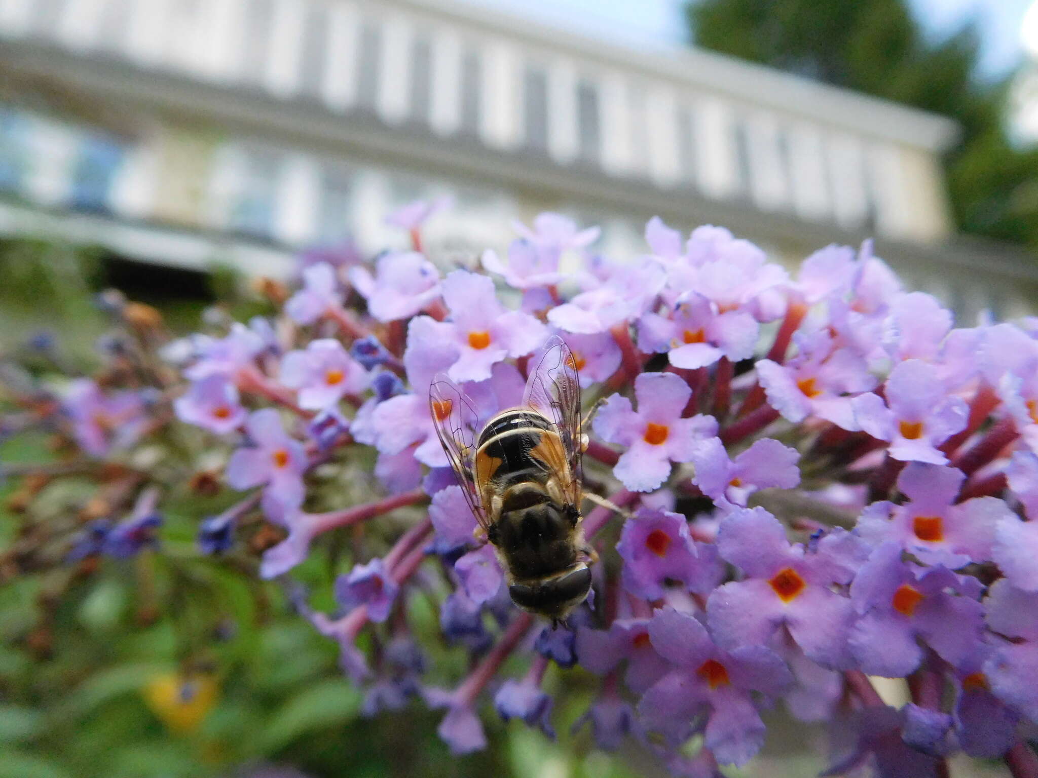 Image of Syrphid fly