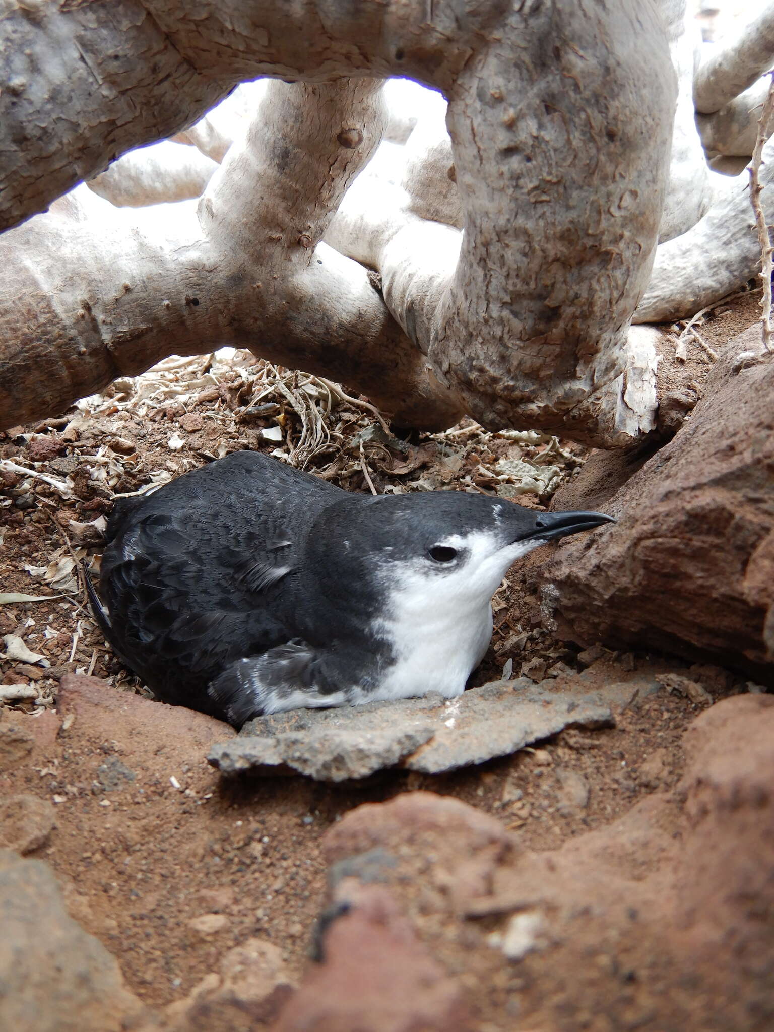 Image of Guadalupe Murrelet