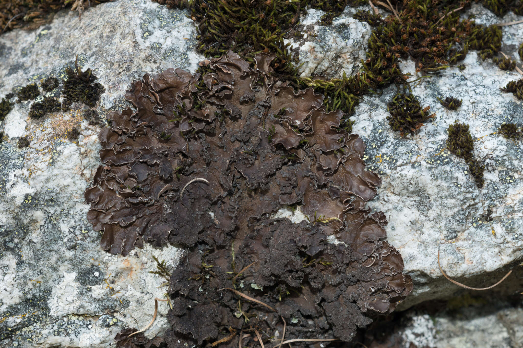 Image of Powdery kidney lichen