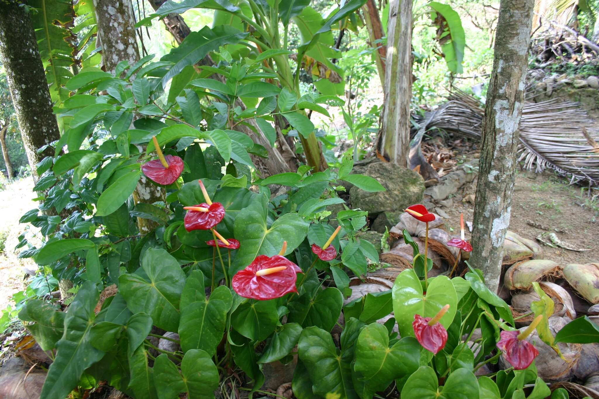 Image of flamingo-lily