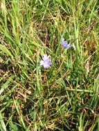 Image of chicory