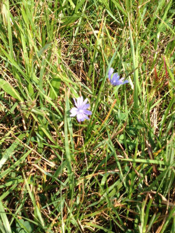 Image of chicory