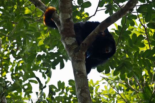 Image of Black and Red Howler