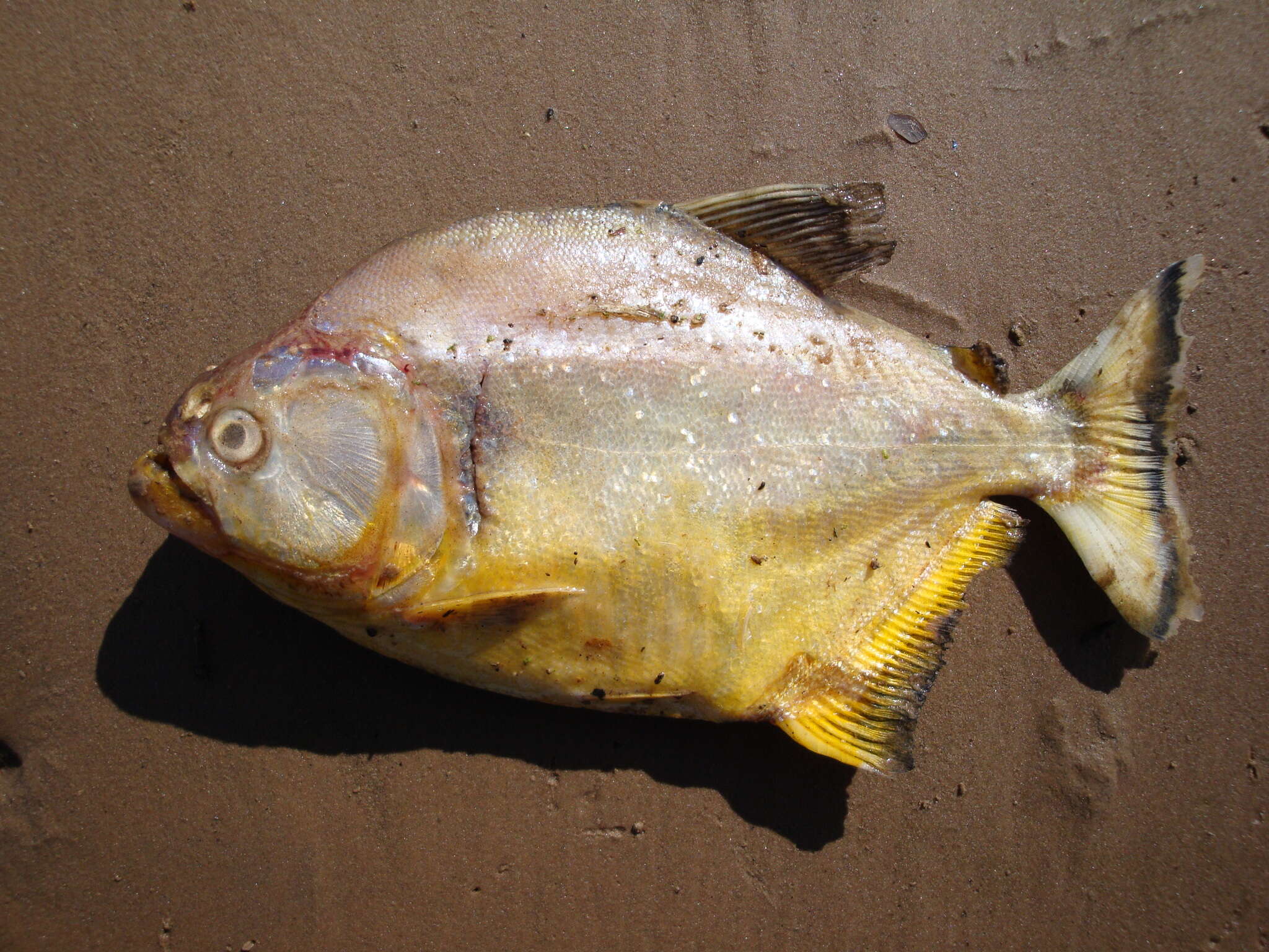 Image of Serrasalmus maculatus Kner 1858