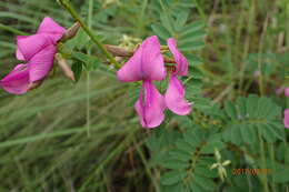 Tephrosia shiluwanensis Schinz的圖片