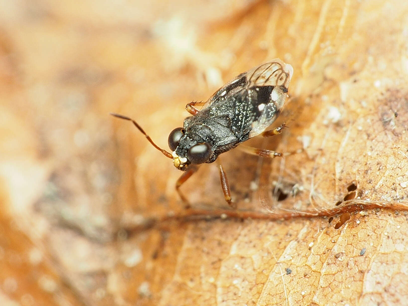 Micracanthia humilis (Say 1832)的圖片