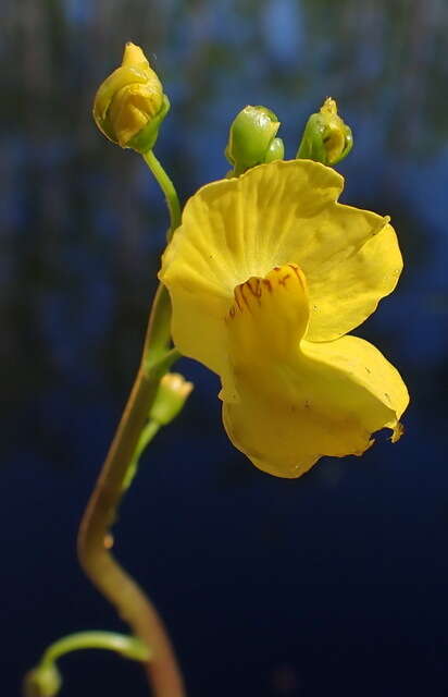 Слика од Utricularia floridana Nash