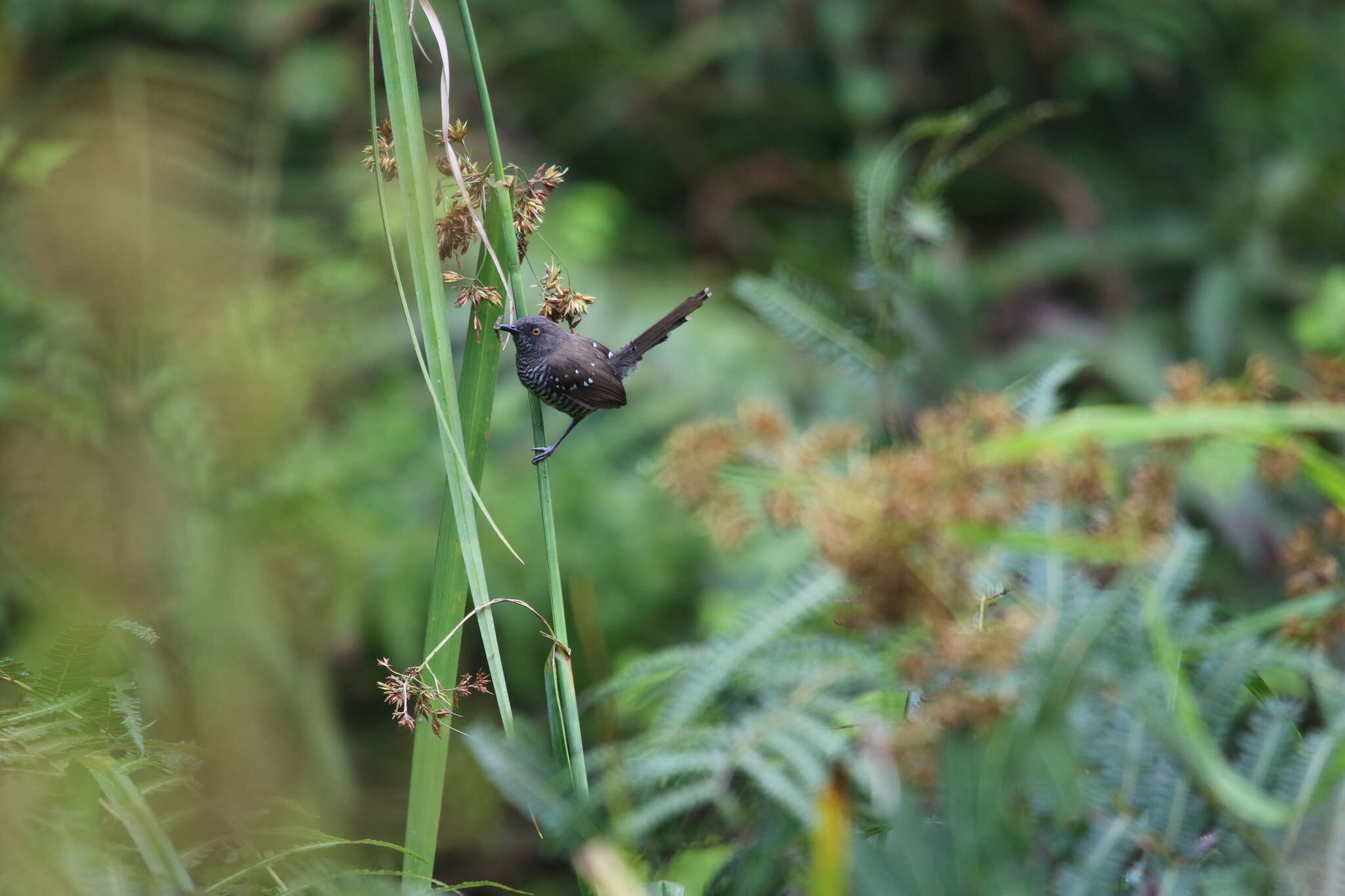 Image de Prinia bairdii (Cassin 1855)