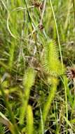 Image of foxtail clubmoss