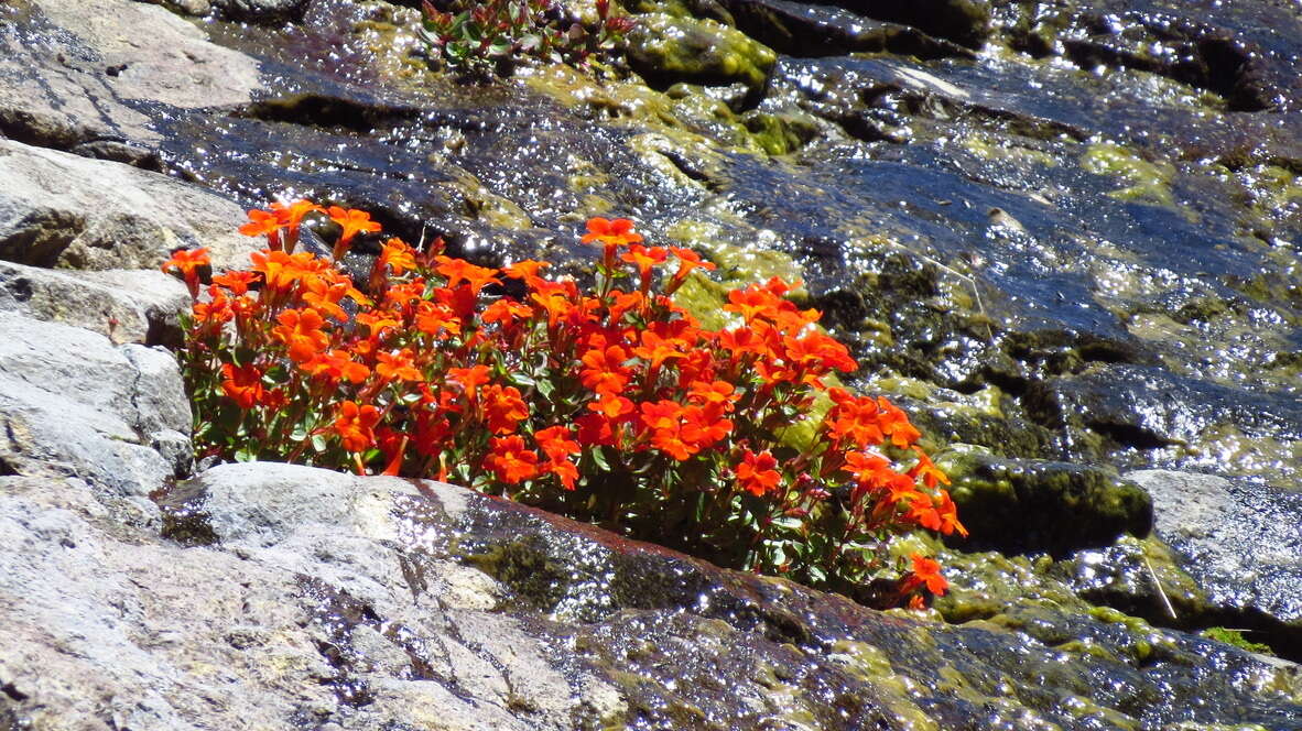 Image of Erythranthe cuprea (Dombrain) G. L. Nesom