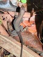 Image of Rainbow Ameiva