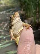 Image de Lithobates onca (Cope ex Yarrow 1875)