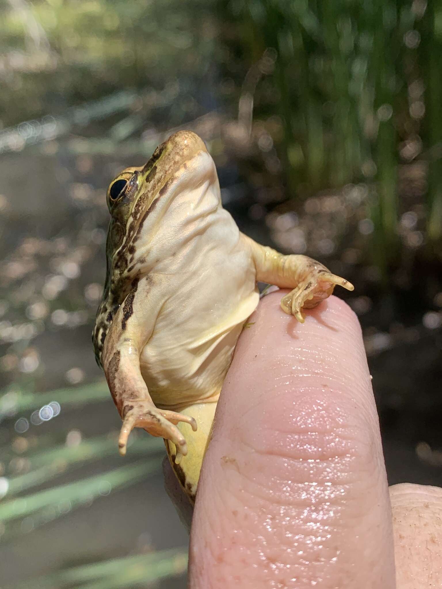 Sivun Lithobates onca (Cope ex Yarrow 1875) kuva