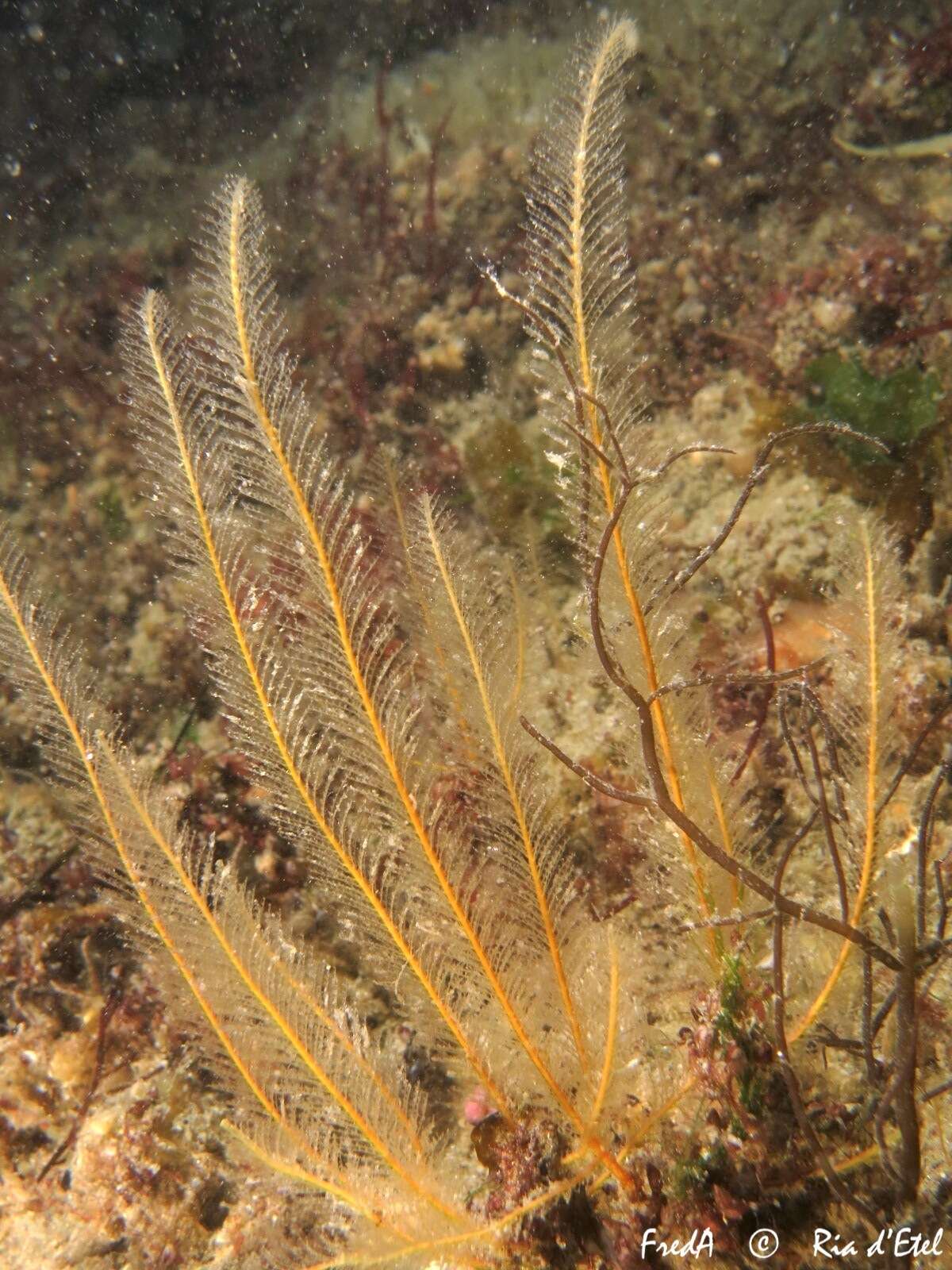 Sivun Nemertesia antennina (Linnaeus 1758) kuva