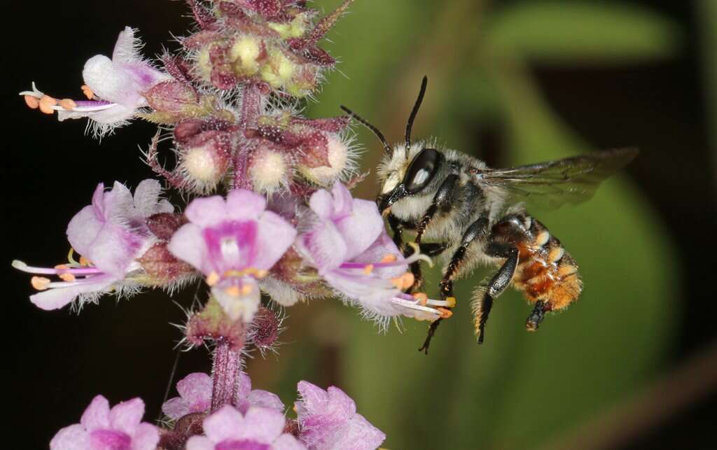 Imagem de Megachile ignescens Cockerell 1929