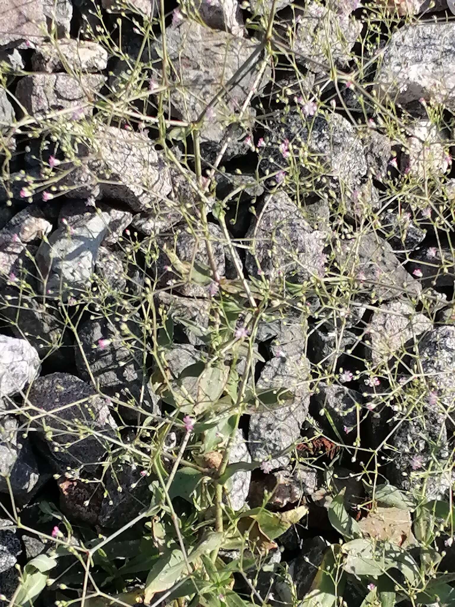 Слика од Gypsophila perfoliata L.