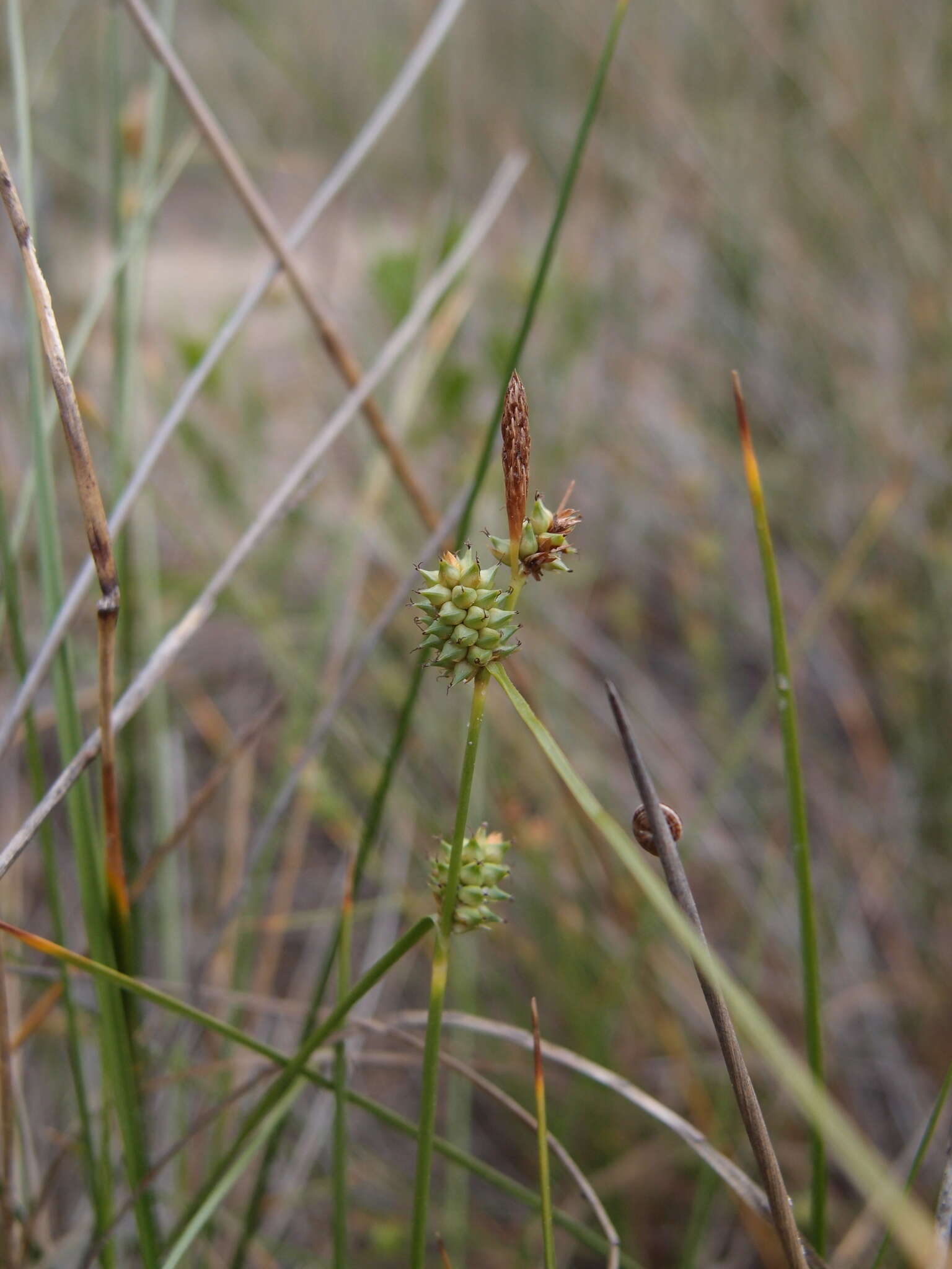 Image of long-bracted sedge