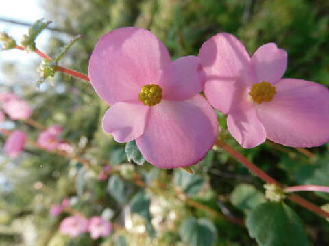 Image of Begonia bulbillifera Link & Otto