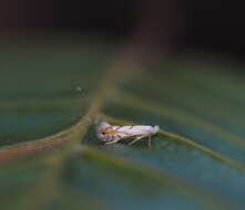 Phyllonorycter tenerella (de Joannis 1915)的圖片