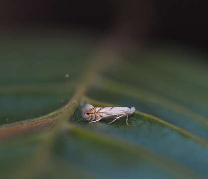 Phyllonorycter tenerella (de Joannis 1915)的圖片