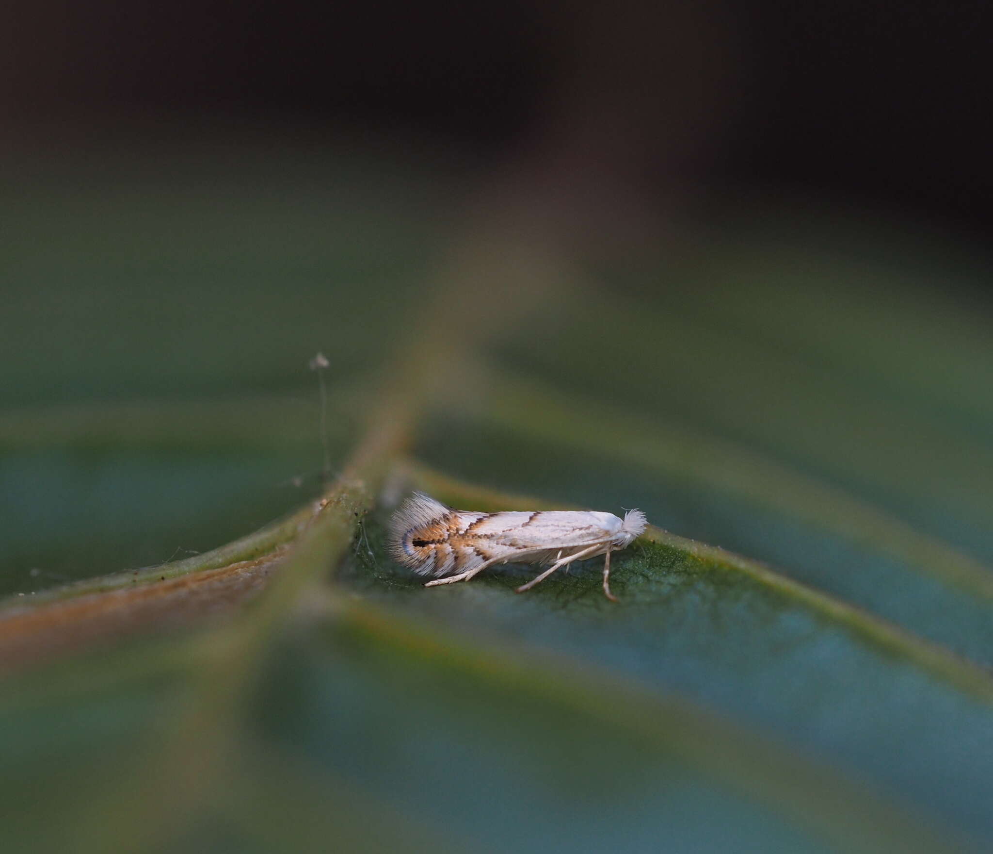 Phyllonorycter tenerella (de Joannis 1915)的圖片