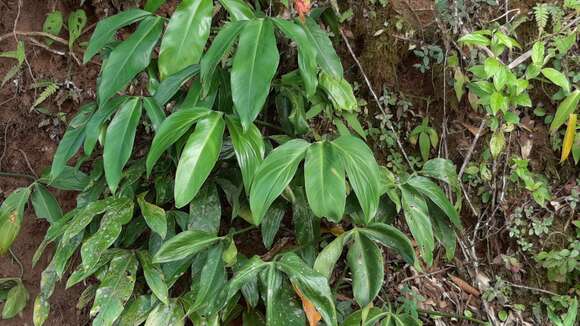 Image of Philodendron tripartitum (Jacq.) Schott