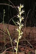 Image of Fragrant leek orchid