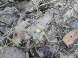 Sivun Hypericum aethiopicum subsp. sonderi (Bred.) N. K. B. Robson kuva