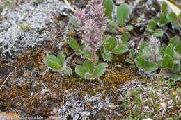 Image of arctic willow