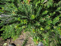 صورة Erica platycodon subsp. platycodon