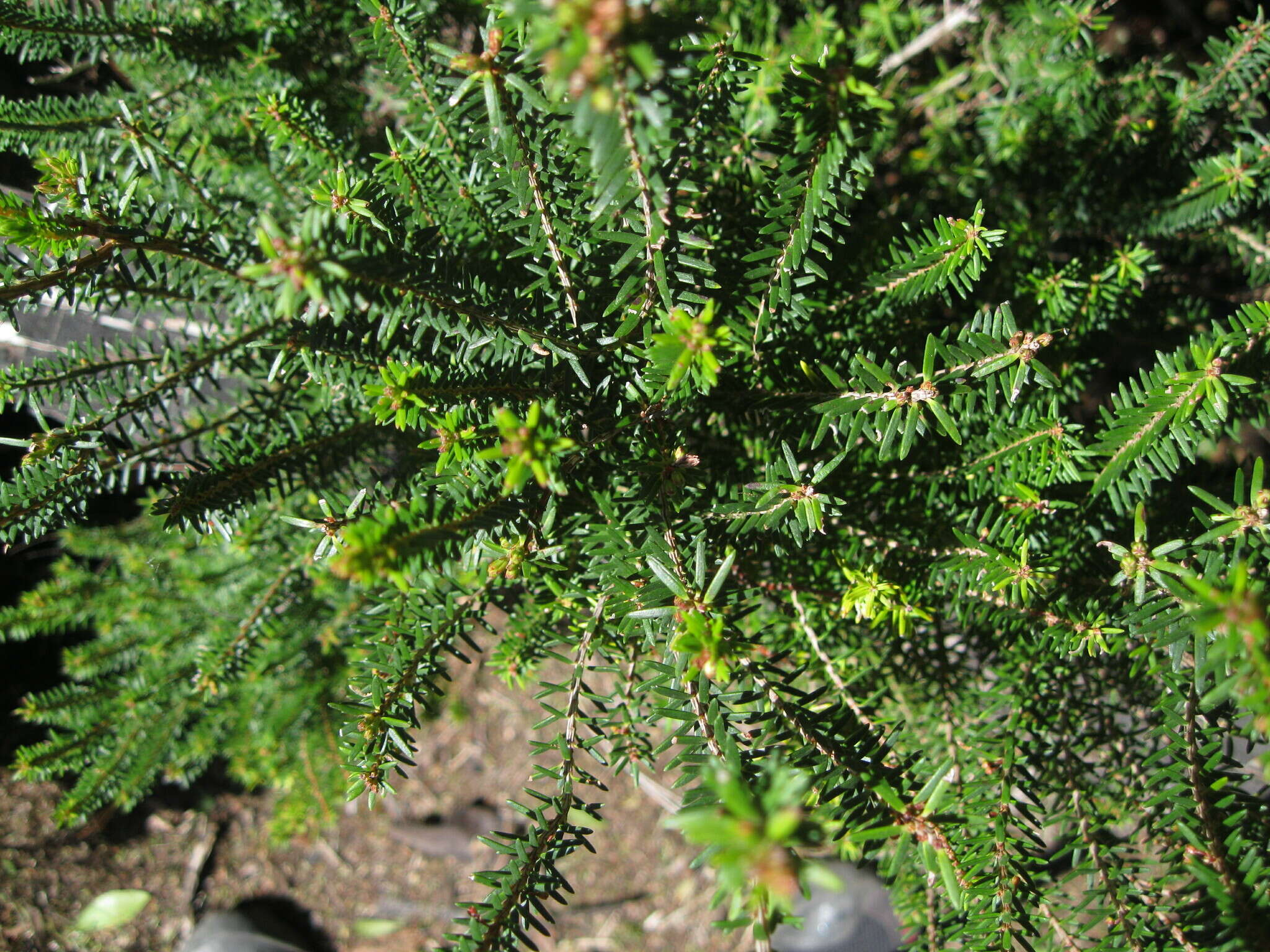 Imagem de Erica platycodon subsp. platycodon