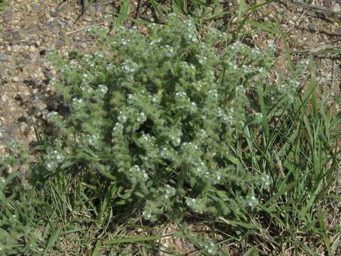 Plancia ëd Cryptantha crassisepala (Torr. & Gray) Greene