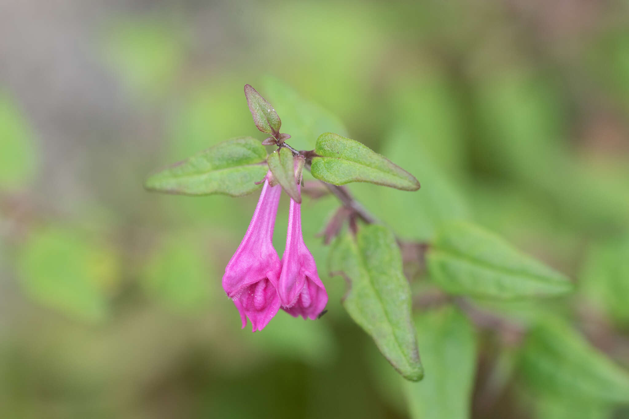 Image of Melampyrum klebelsbergianum Soó