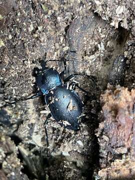 Image of Carabus (Megodontus) violaceus violaceus Linnaeus 1758