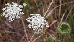 Image of Queen Anne's lace