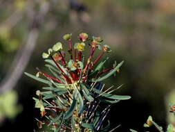 Image of Euphorbia loricata Lam.