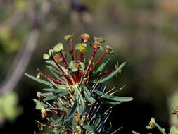 Euphorbia loricata Lam. resmi