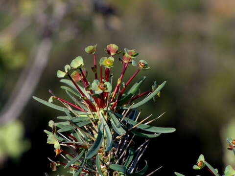 Euphorbia loricata Lam. resmi