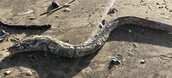 Image of Argentine conger