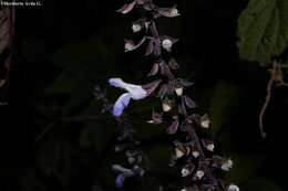 Image of Salvia roscida Fernald