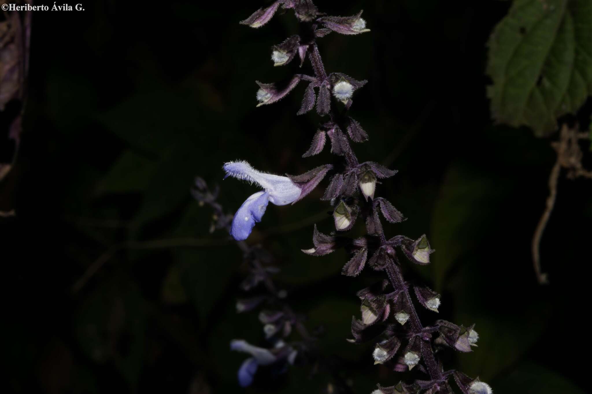 Image of Salvia roscida Fernald