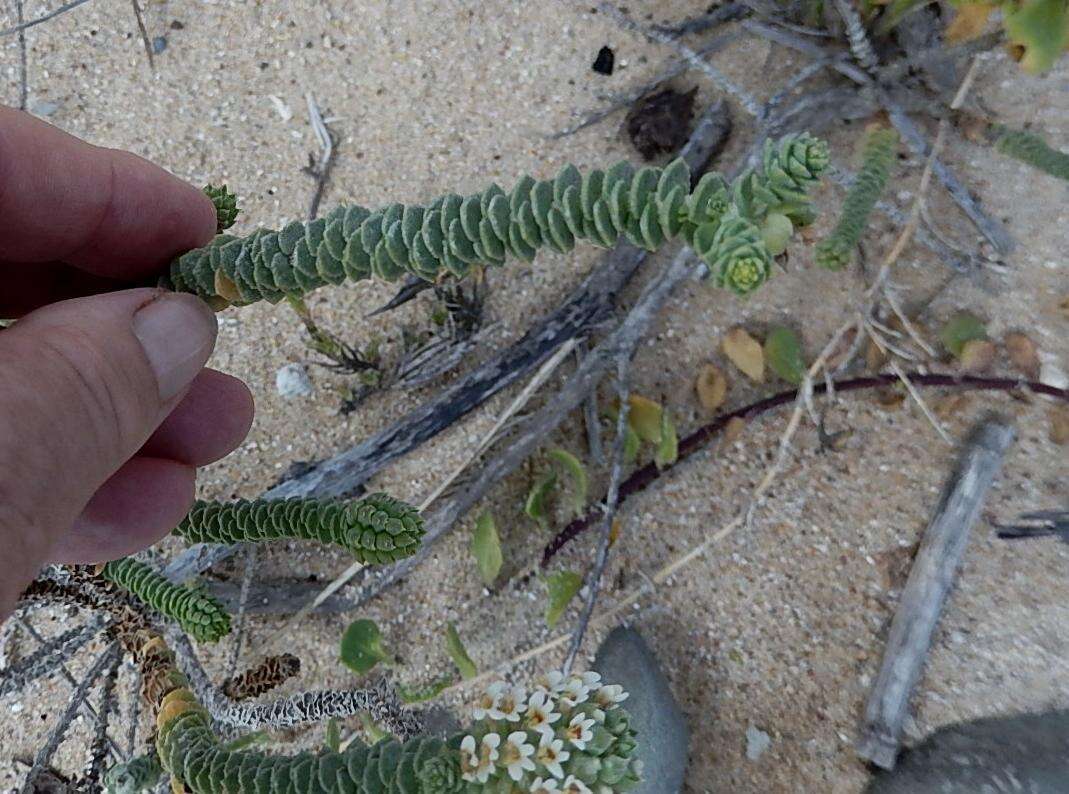 Sivun Hebenstretia cordata L. kuva