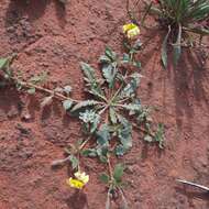 Image of Serrated goodenia