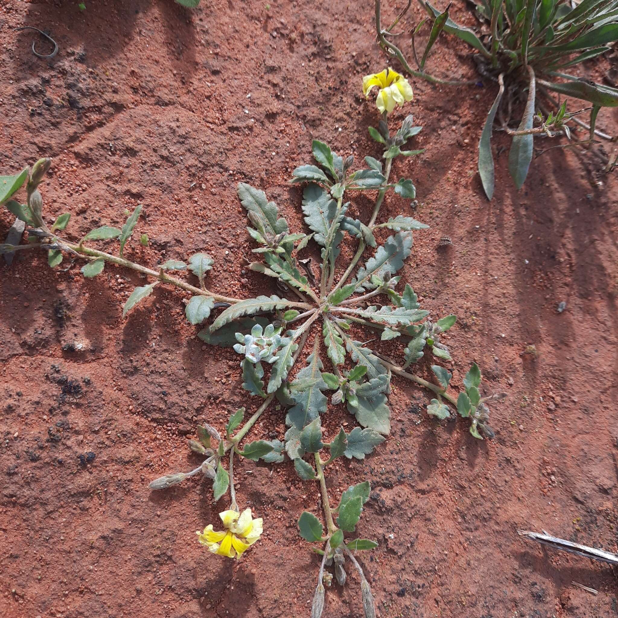 Image of Serrated goodenia