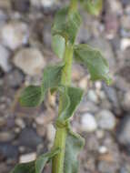 Image of sessileflower false goldenaster