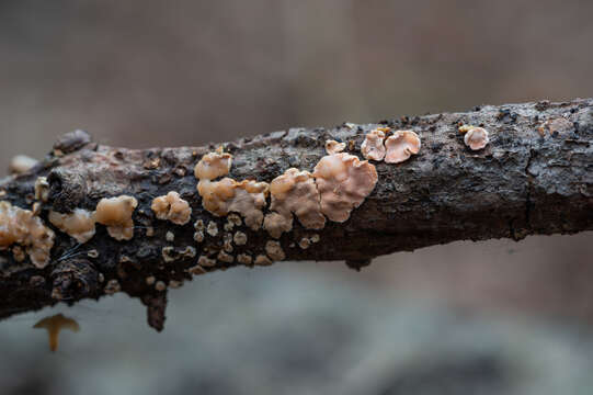 Imagem de Phaeotremella mycophaga (G. W. Martin) Millanes & Wedin 2015