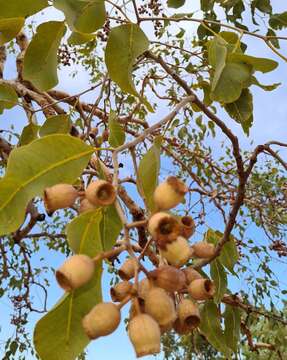 Image of Corymbia foelscheana (F. Müll.) K. D. Hill & L. A. S. Johnson