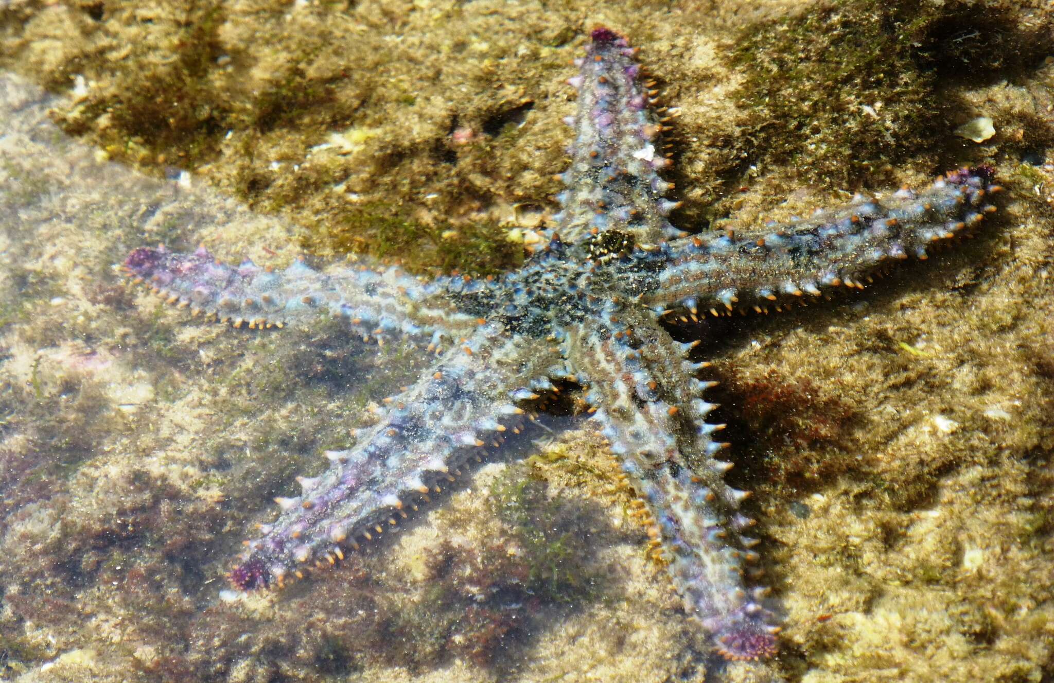 Image of Marthasterias africana (Müller & Troschel 1842)