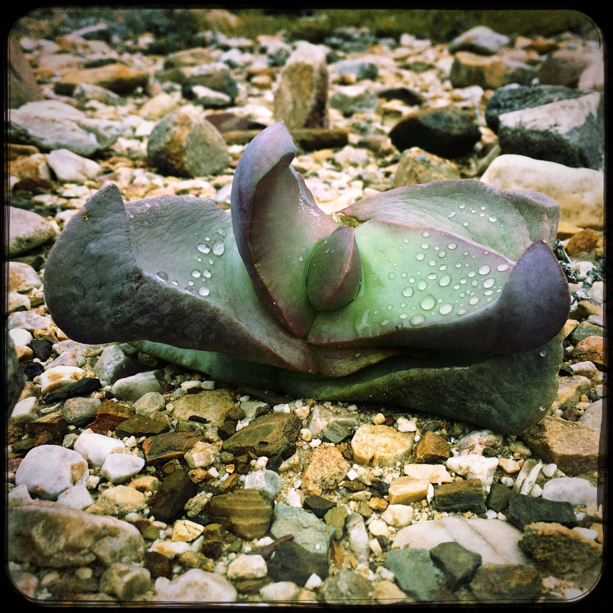 Image of Glottiphyllum neilii N. E. Br.